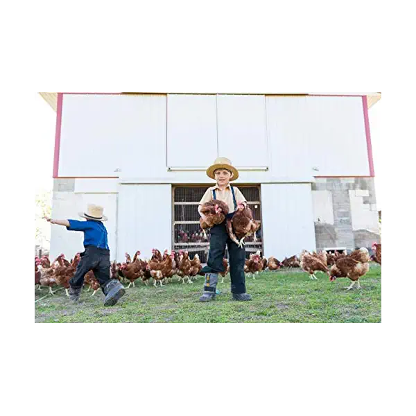 Organic Medium Grade A Eggs 4