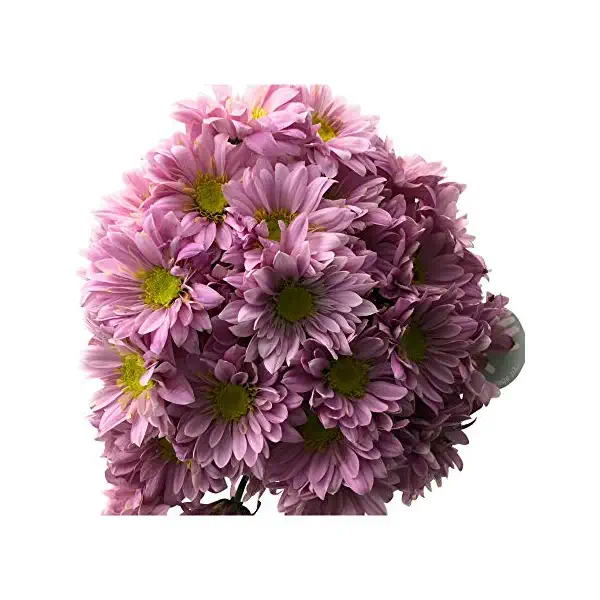 Pom Spray 1