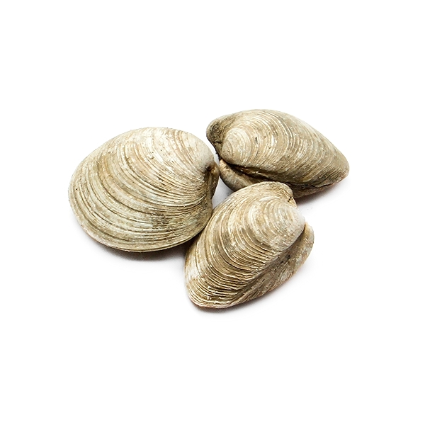 Littleneck Clams at Whole Foods Market