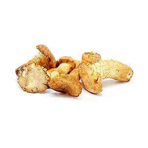 Chanterelle Mushroom