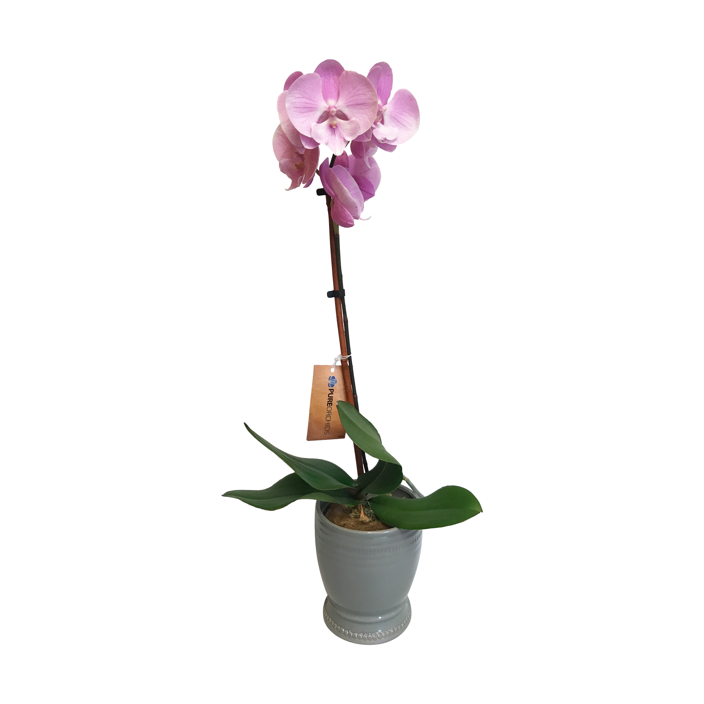Buy Floral Products At Whole Foods Market