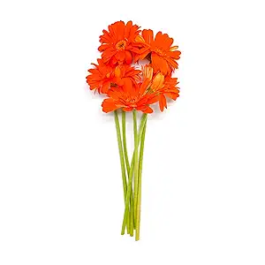 Five Stems Gerbera Daisies