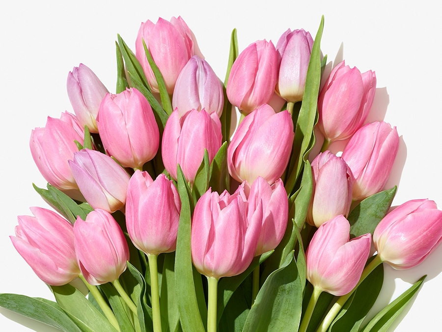 Fizz Mastery Whole Foods Flowers Amazon / Amazon Com 16 Dozen Roses Best Price Red Color Roses