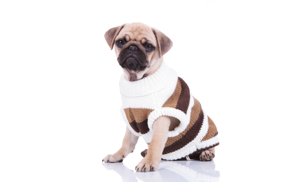 Best Rated In Dog Apparel Accessories Helpful Customer Reviews