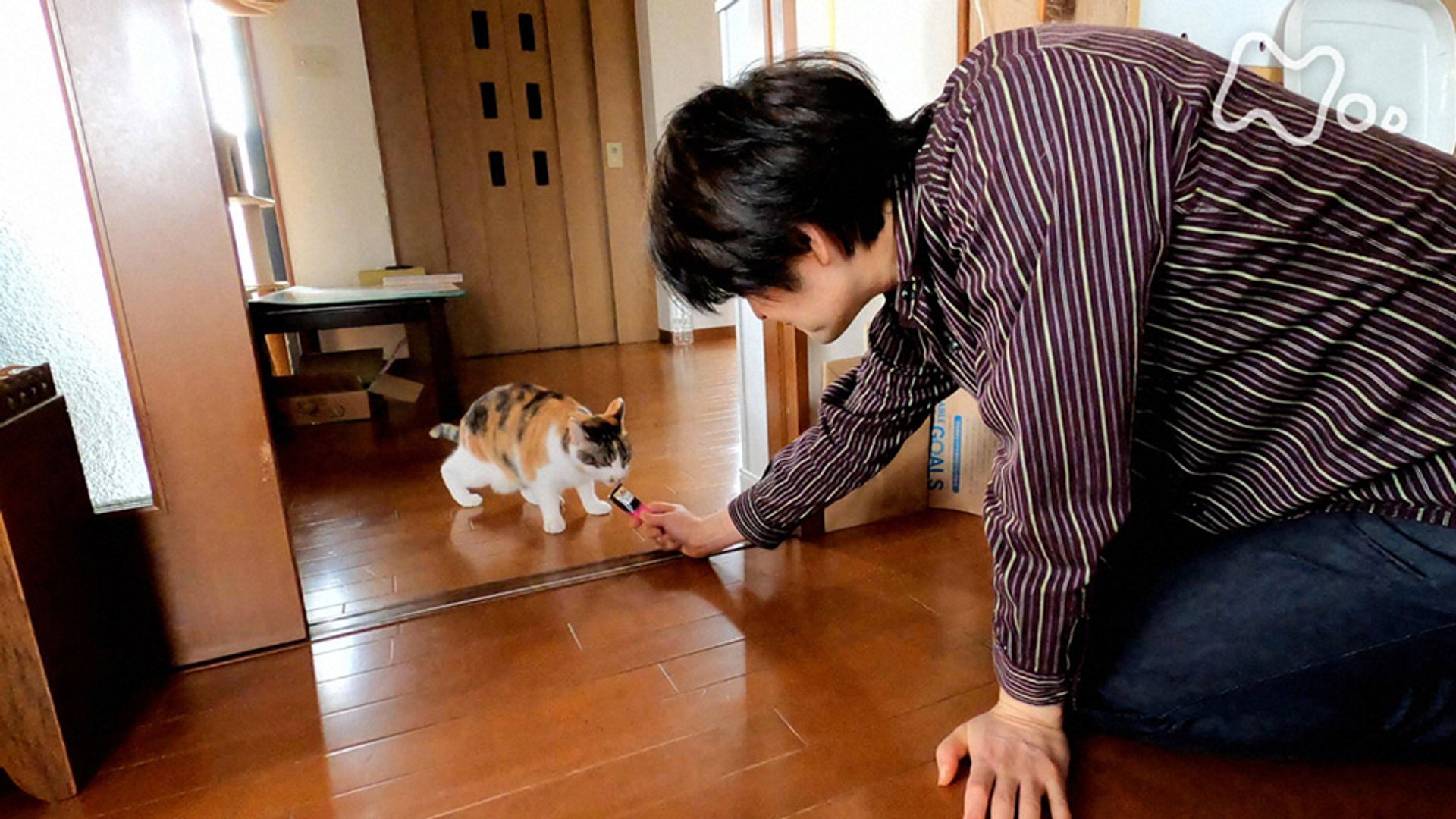 Amazon.co.jp: ネコメンタリー 猫も、杓子も。(NHKオンデマンド