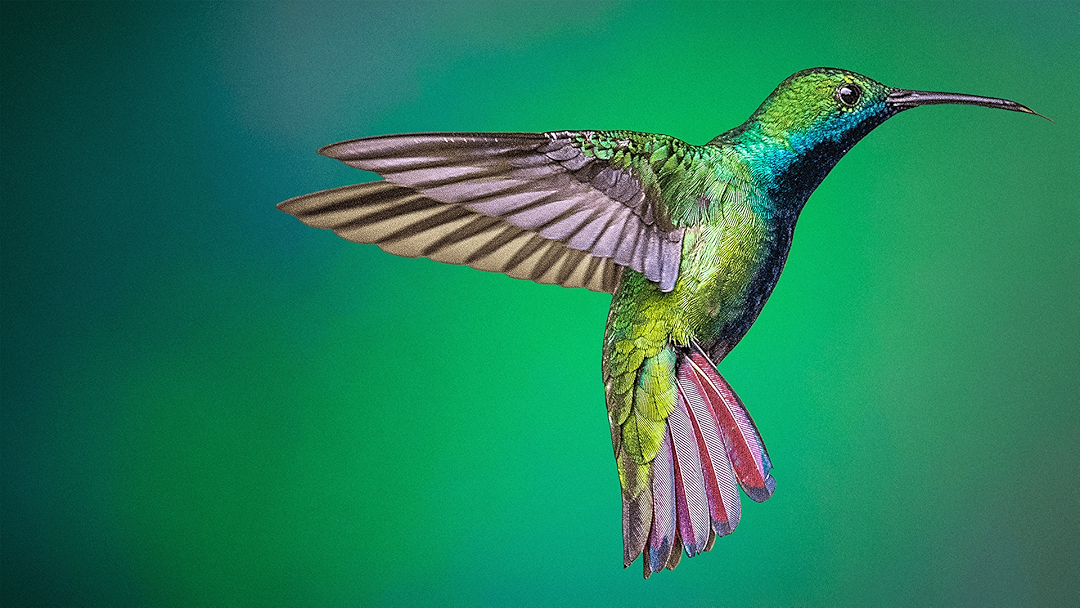Life in the Air