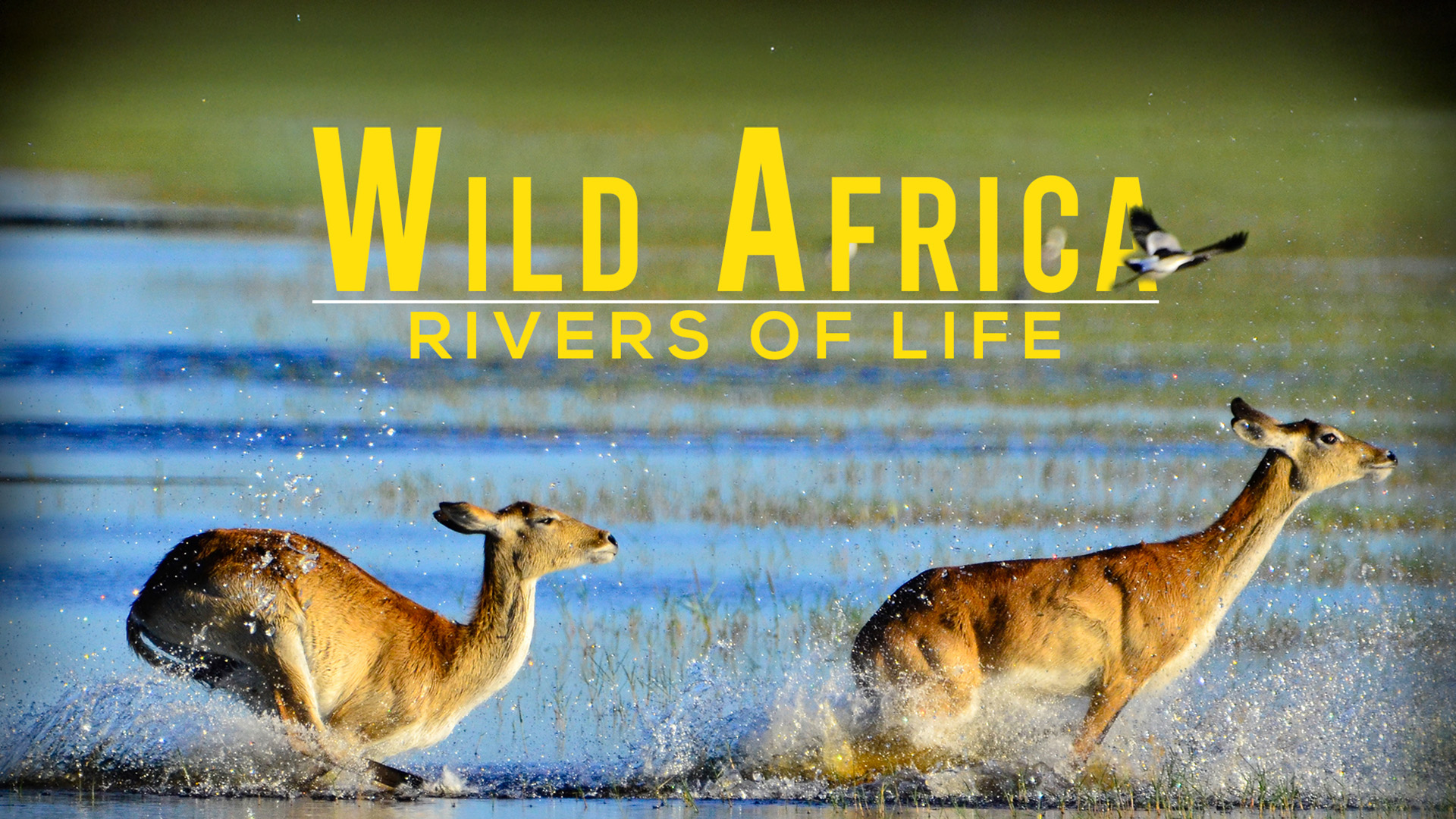 その他 Nature Tracks: Wild Africa: Season 1 [DVD] Amazon.com: Wildest Africa [Import anglais] : Movies & TV