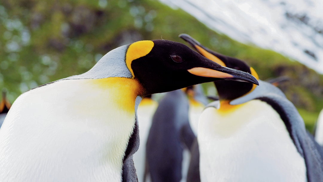 Adventures of the Penguin King