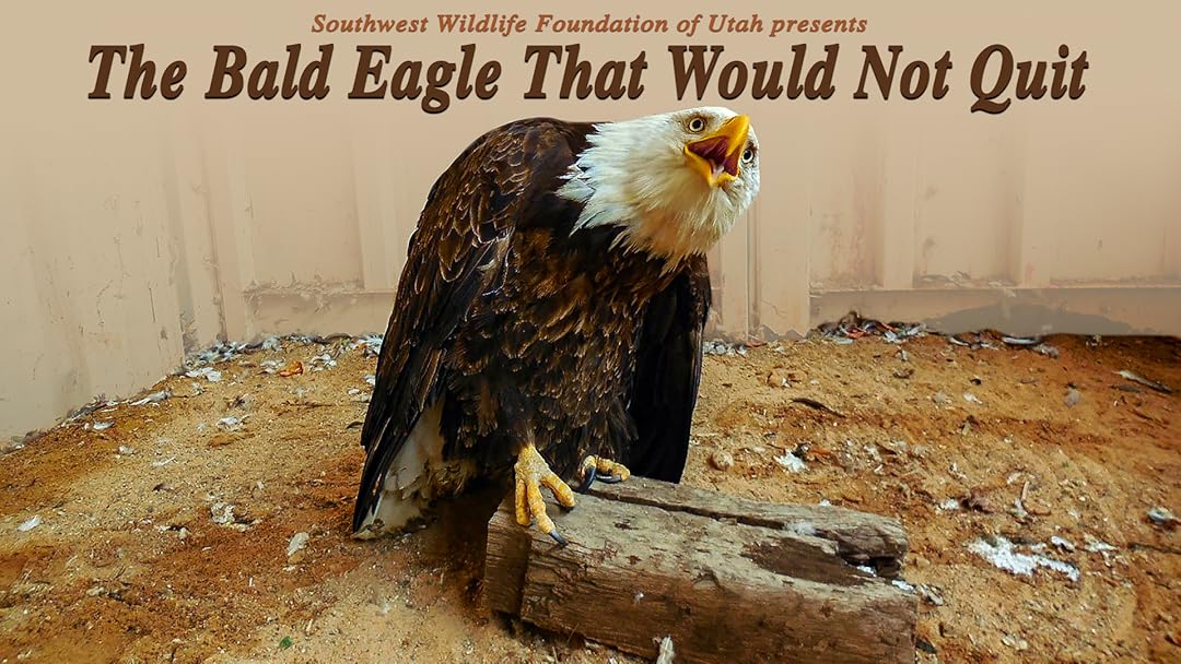 The Bald Eagle That Would Not Quit
