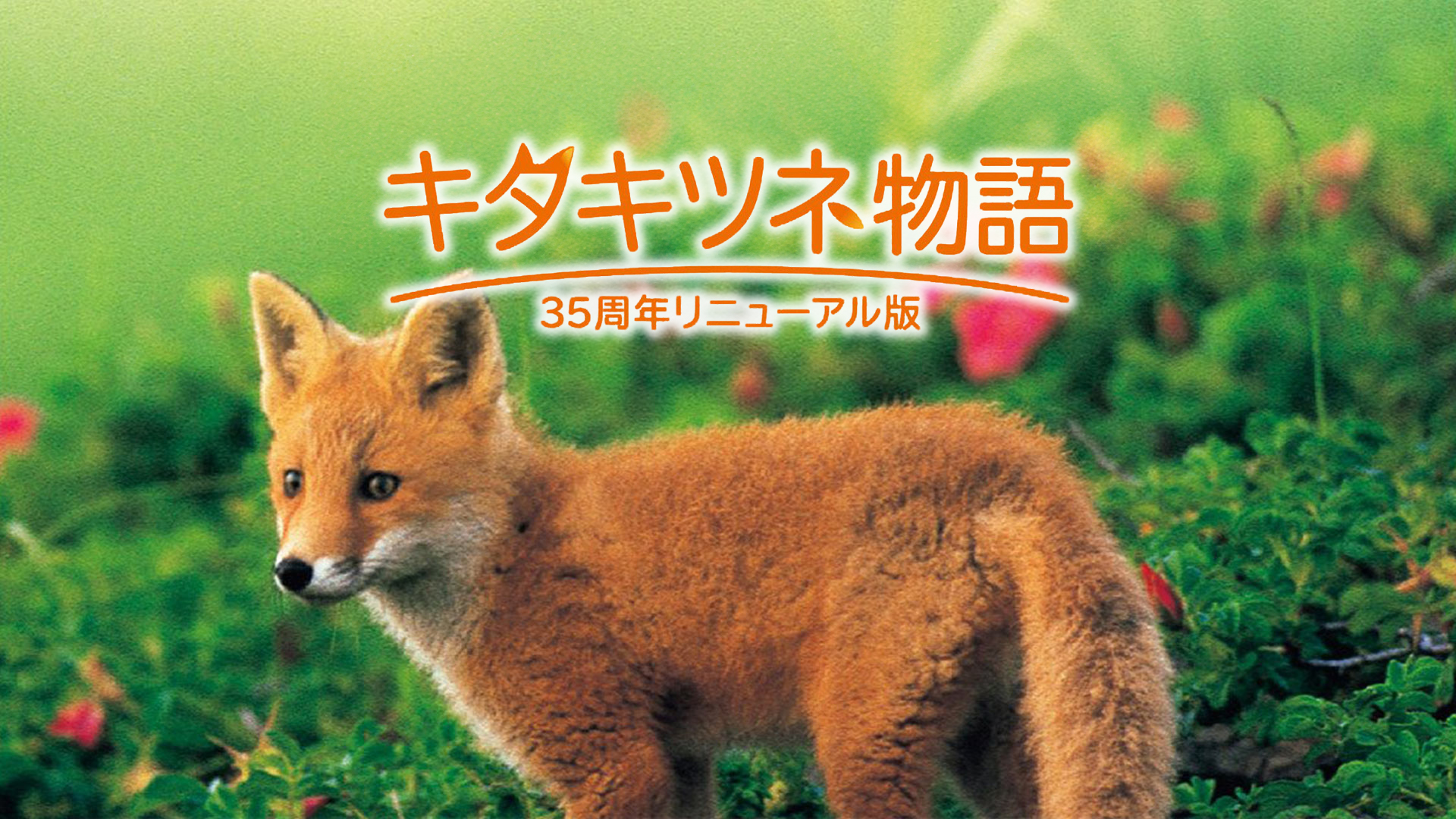 キタキツネ物語 DVD 動物探検シリーズ Amazon.co.jp: キタキツネ物語 [DVD] : 町田義人, 朱里エイコ