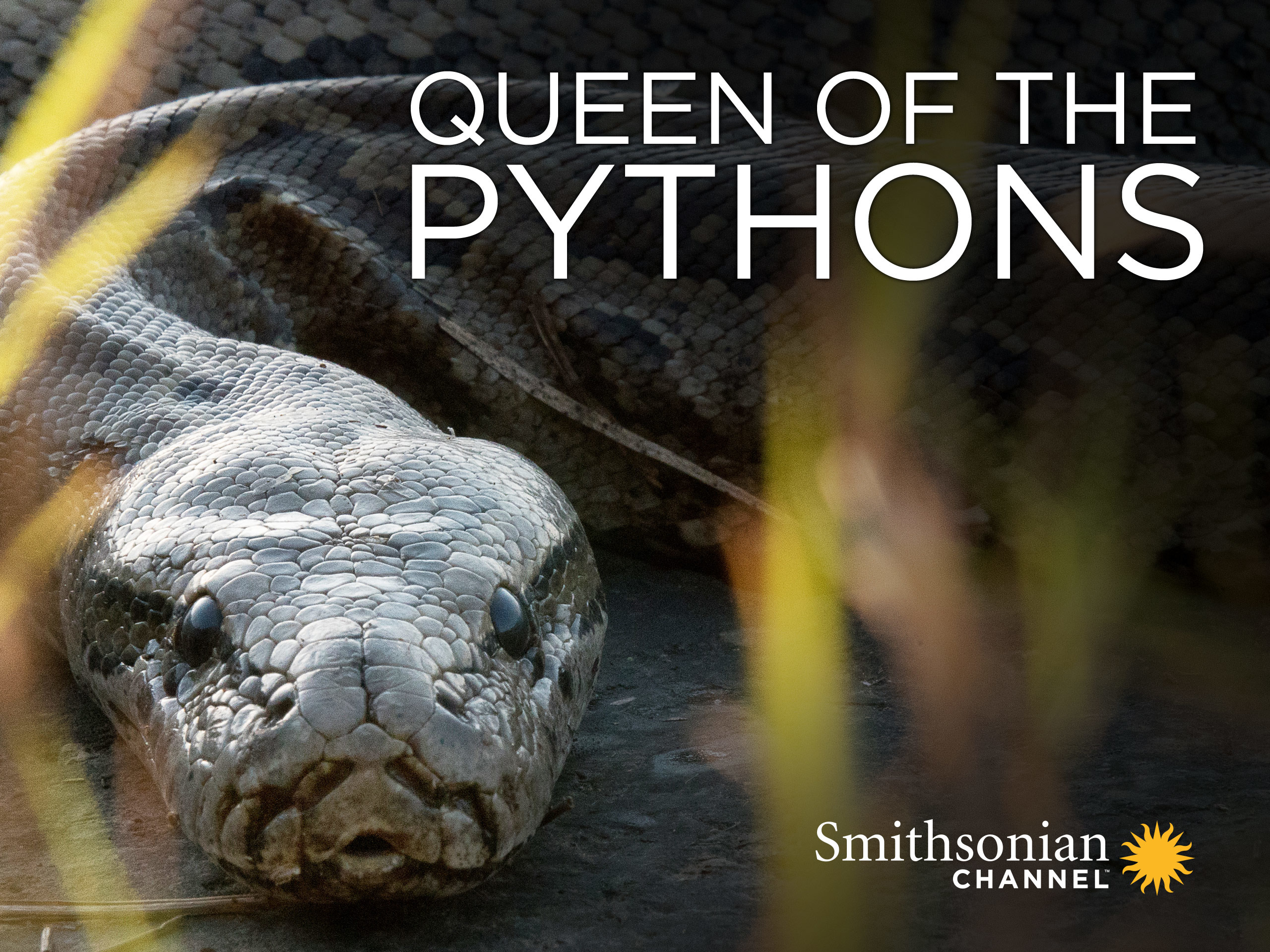 Prime Video: Queen of the Pythons