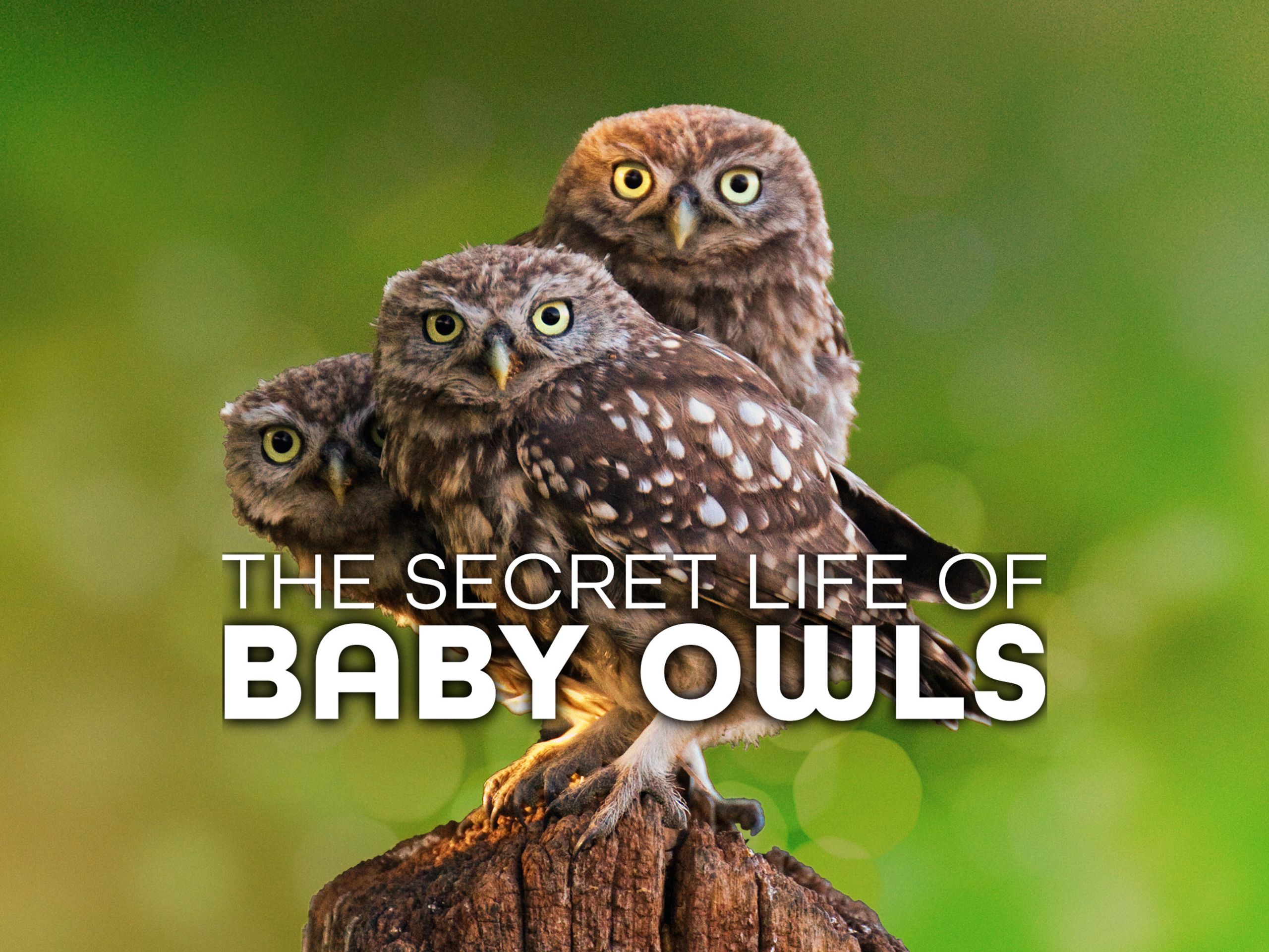 Prime Video The Secret Life Of Baby Owls Season 1