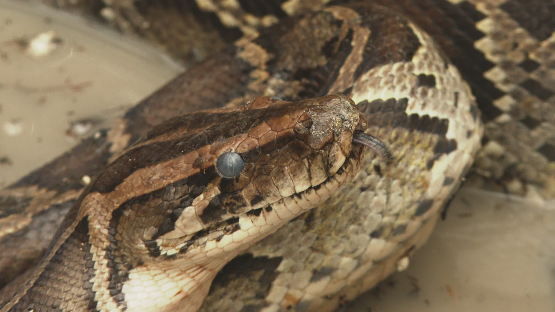 Prime Video: Swamp People: Serpent Invasion Season 2