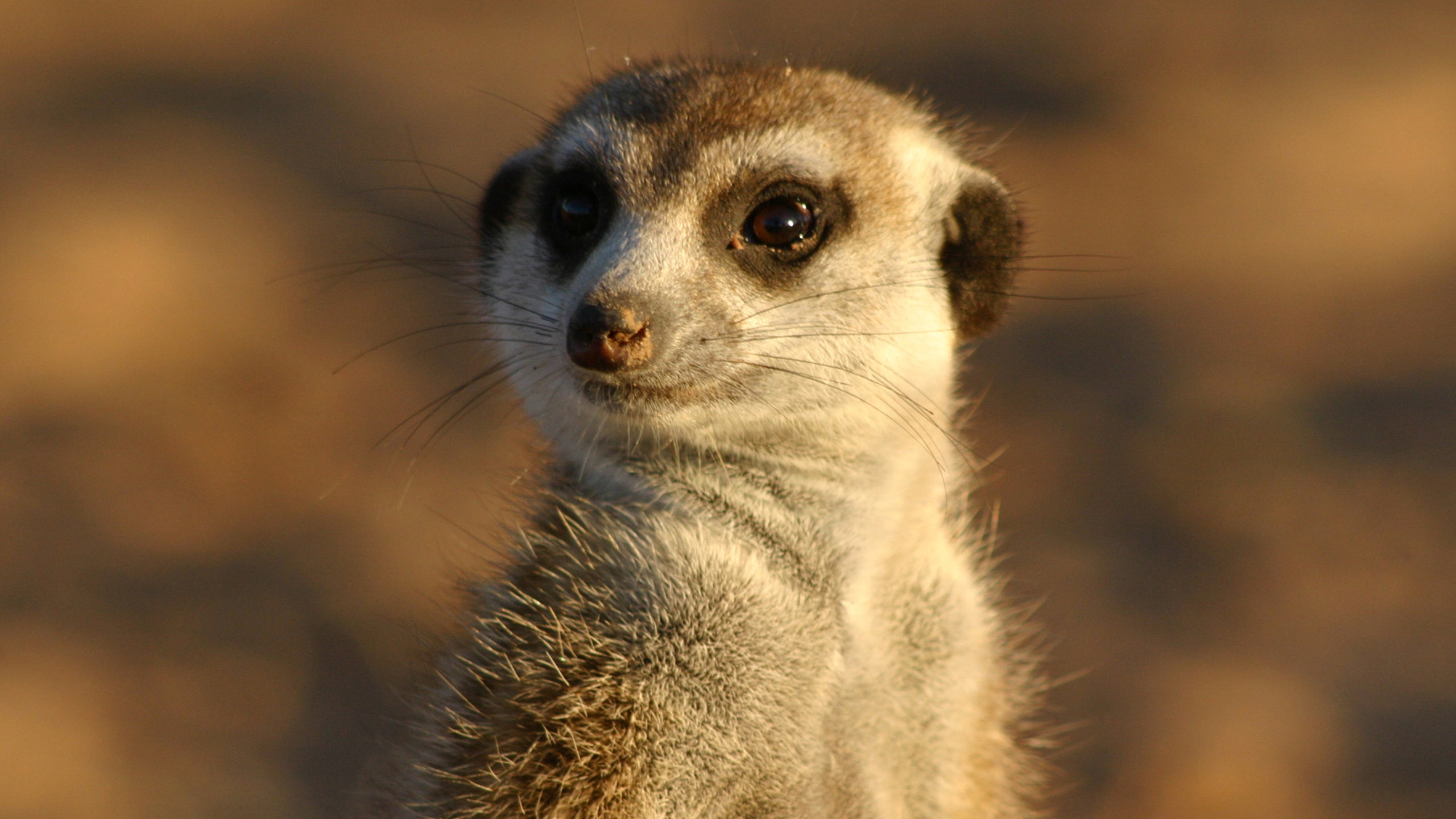 その他 Meerkat Manor: Best of Season 2 [DVD] Amazon.com: Meerkat Manor: Season 2 [DVD] : Bill Nighy