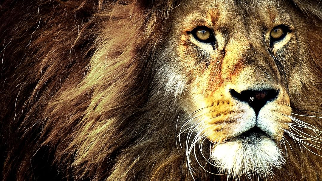 Wild Cats