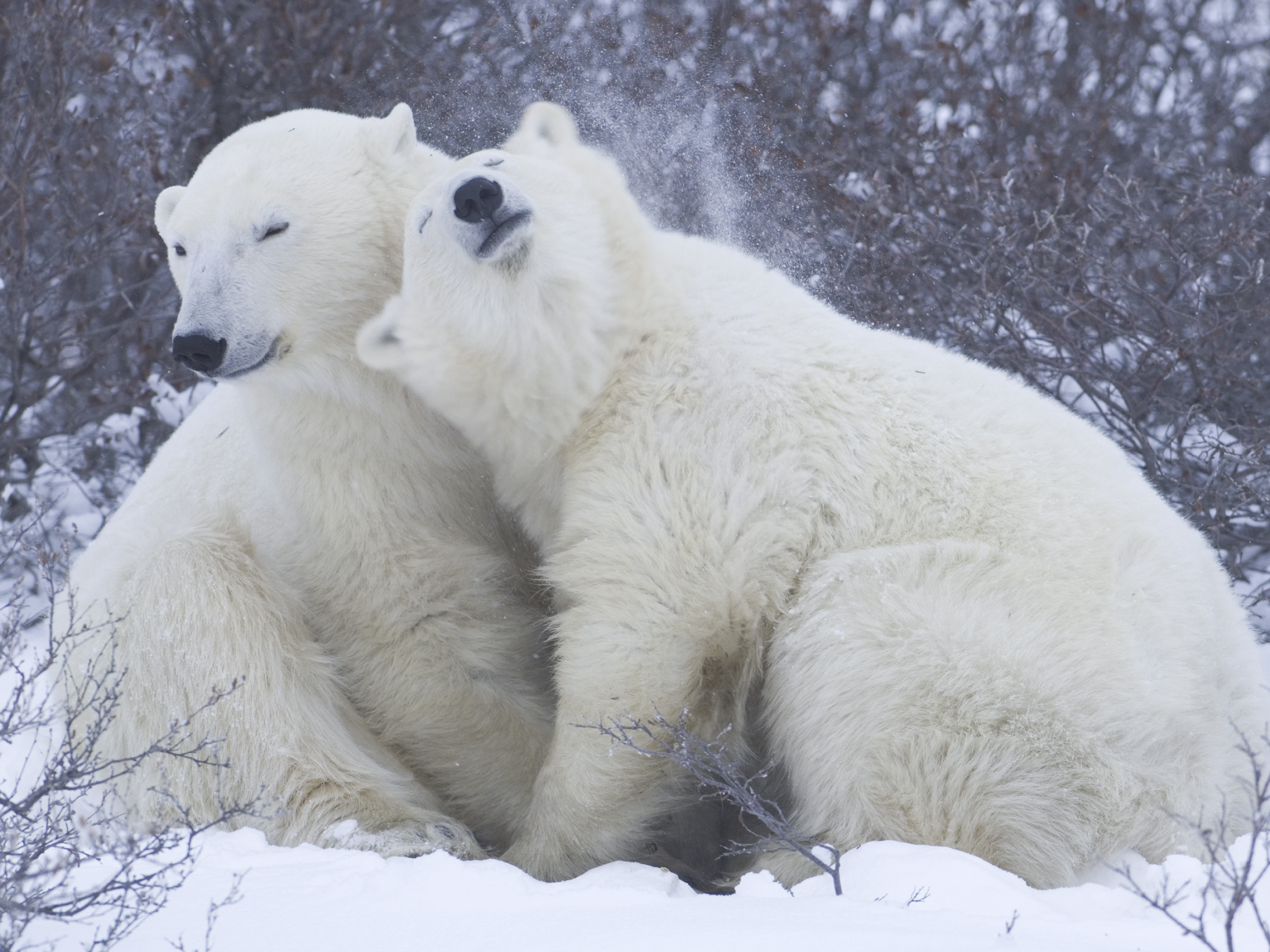 (未使用･未開封品)Nature&#39;s Most Amazing Events [DVD] Amazon.com: Nature's Most Amazing Events ( Nature's Great