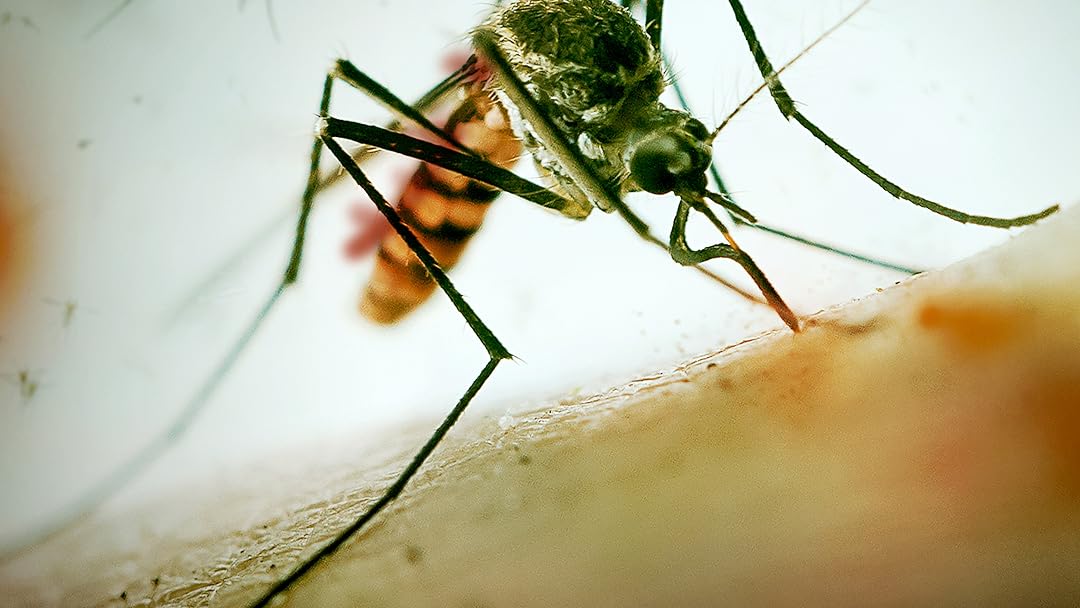 Mosquito: Judgment Day For A Killer