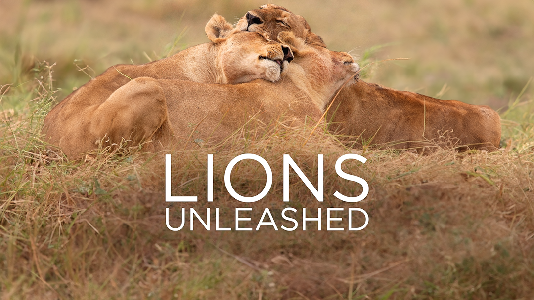 Lions Unleashed