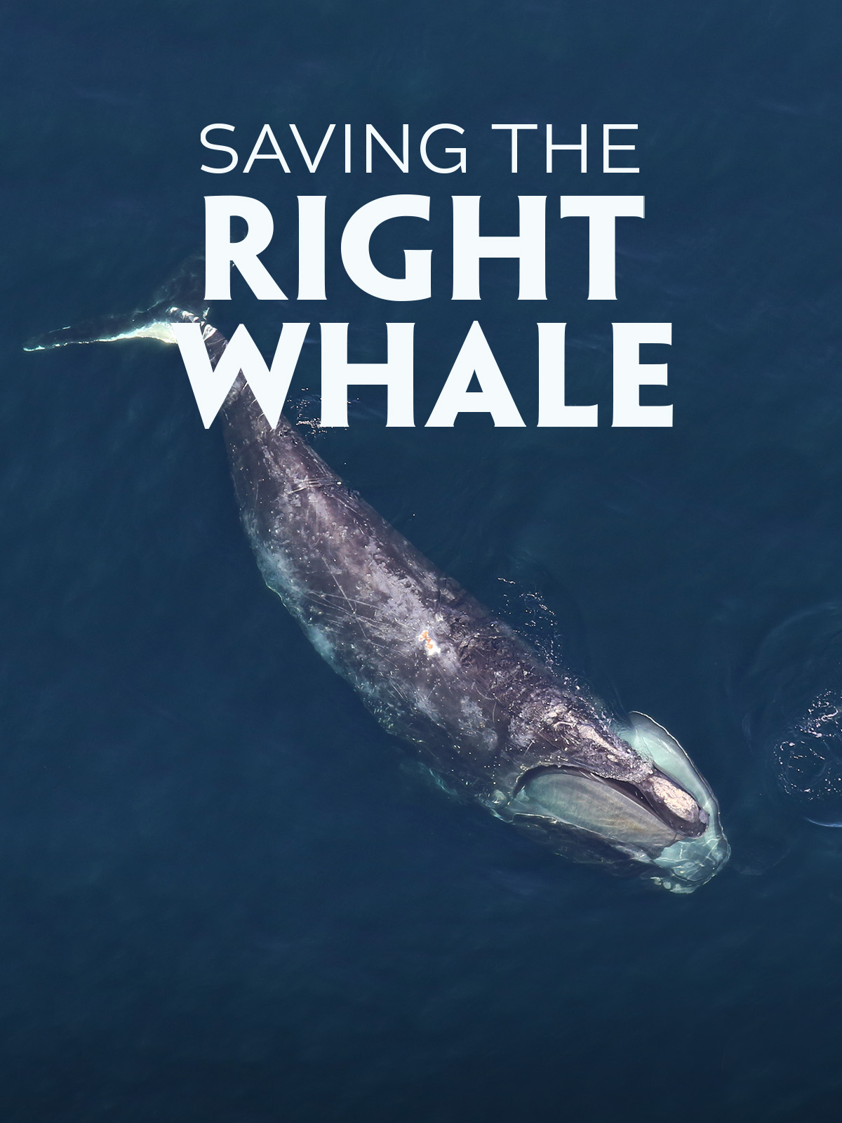 その他 North Atlantic's Most Endangered Whales [DVD] Watch Saving the Right Whale | Prime Video