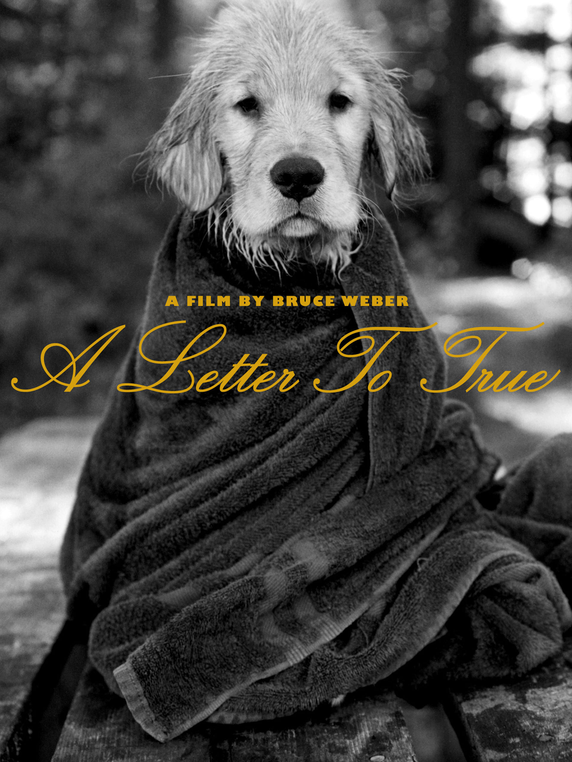 ブルースウェバー　A Letter to True ポスター ブルースウェーバー 映画 ムービー ドキュメンタリー 犬 動物