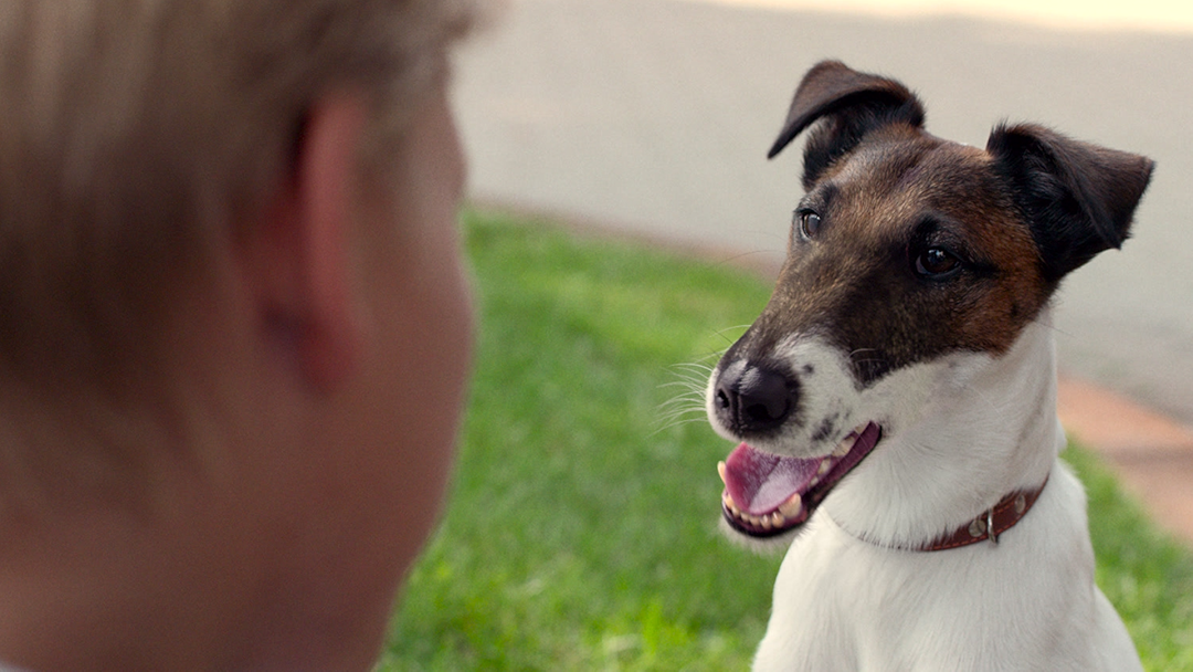 Prime Video: Foxter & Max: Un perro de otro mundo