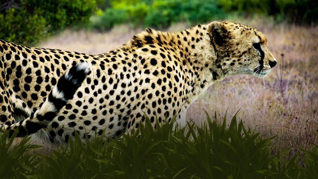 Big Cat Track