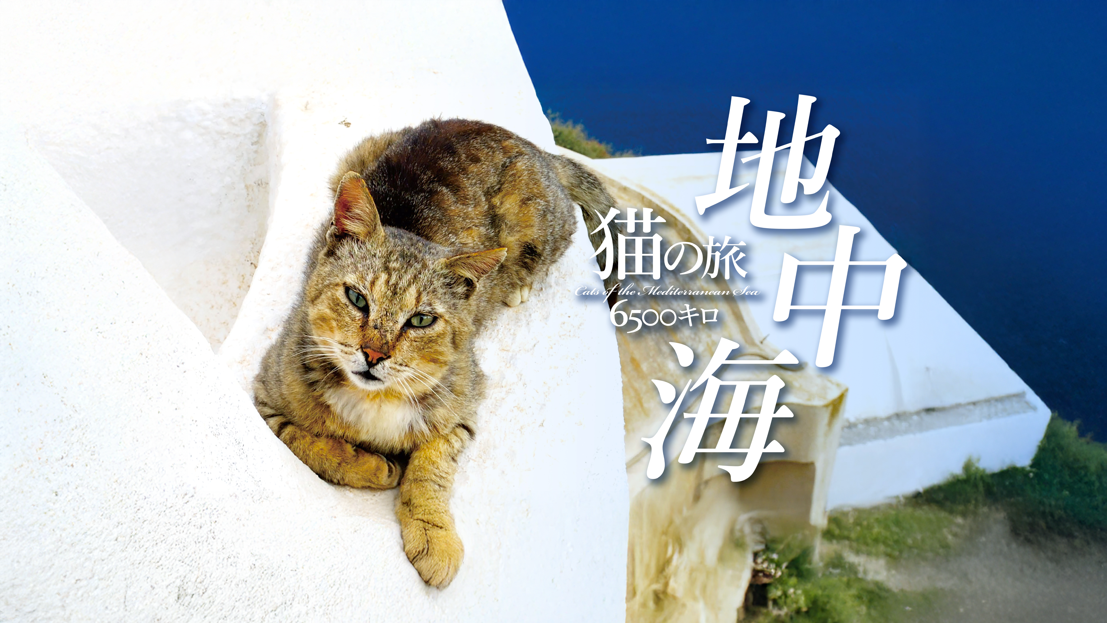 Amazon.co.jp: 地中海・猫の旅6500キロ Cats of the