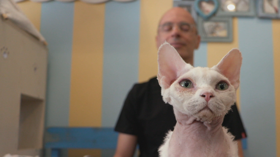 Heureux comme un chat