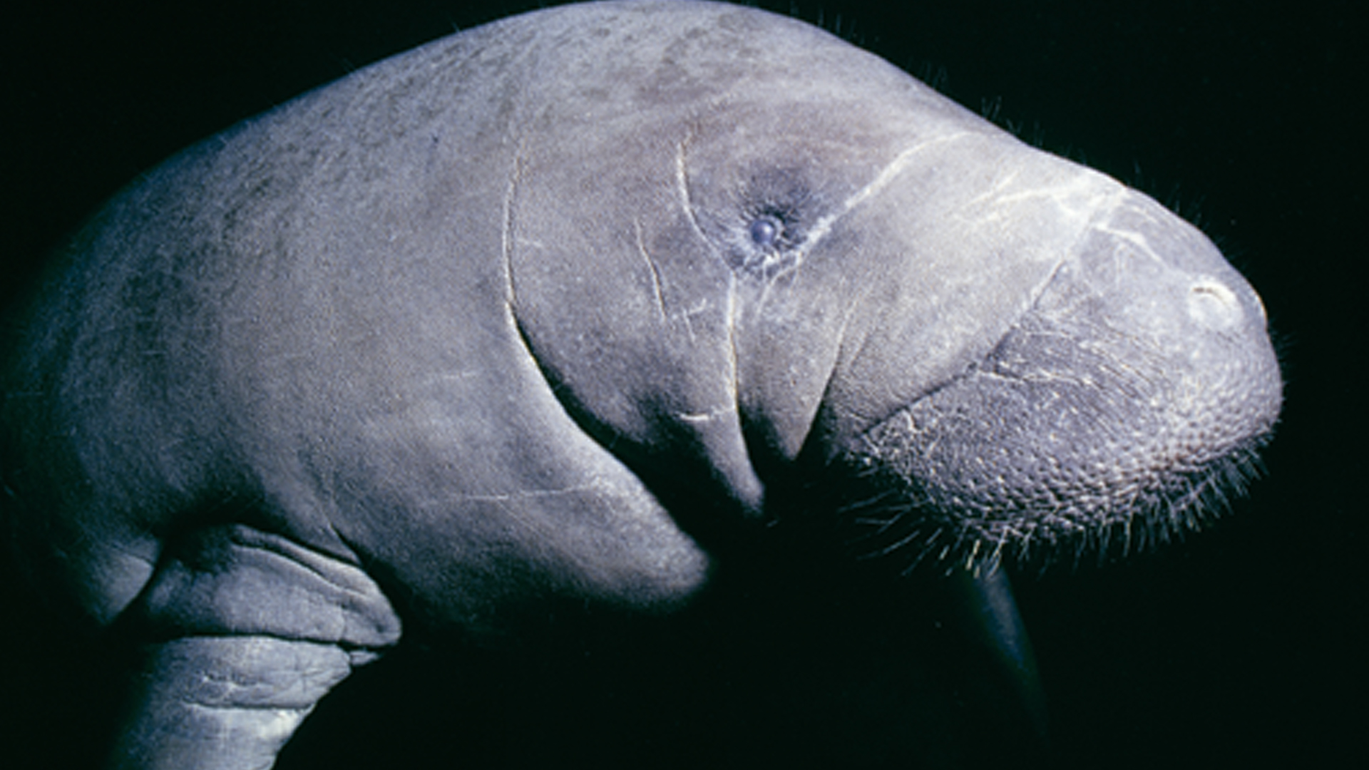 その他 Endangered Mermaids: The Manatees of Florida [DVD] Amazon.com: Endangered Mermaids: The Manatees of Florida