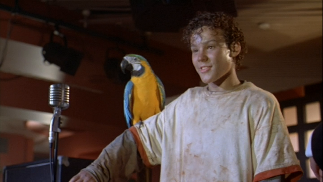 The Real Macaw