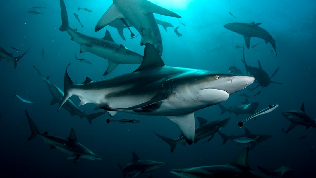 Planet Shark
