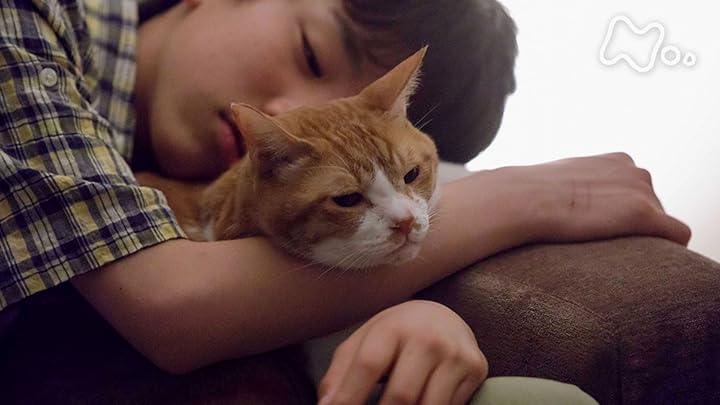Amazon.co.jp: ブランケット・キャッツ(NHKオンデマンド)を観る