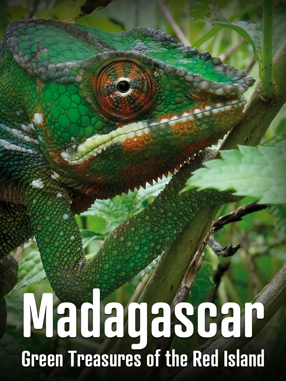 prime-video-madagascar-green-treasures-of-the-red-island