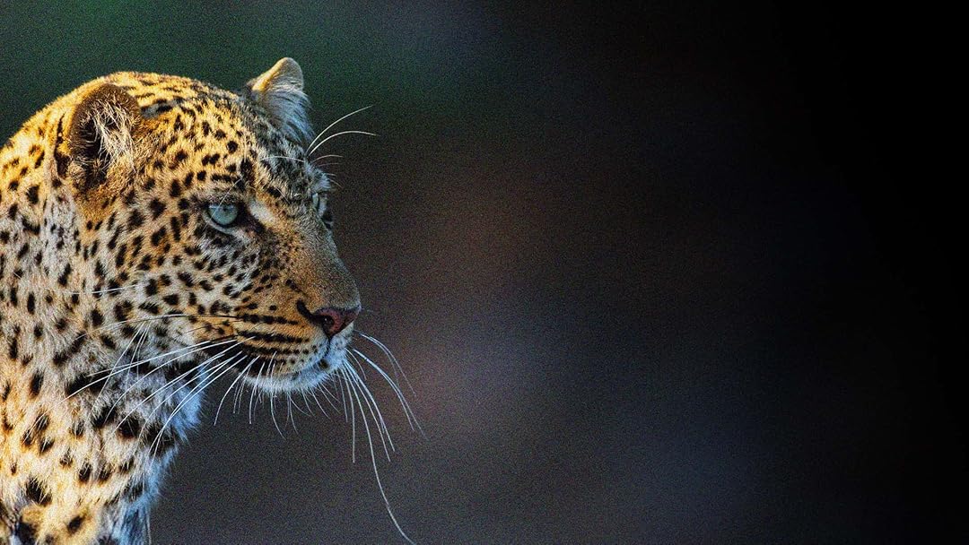 Léoparde, la reine du Serengeti