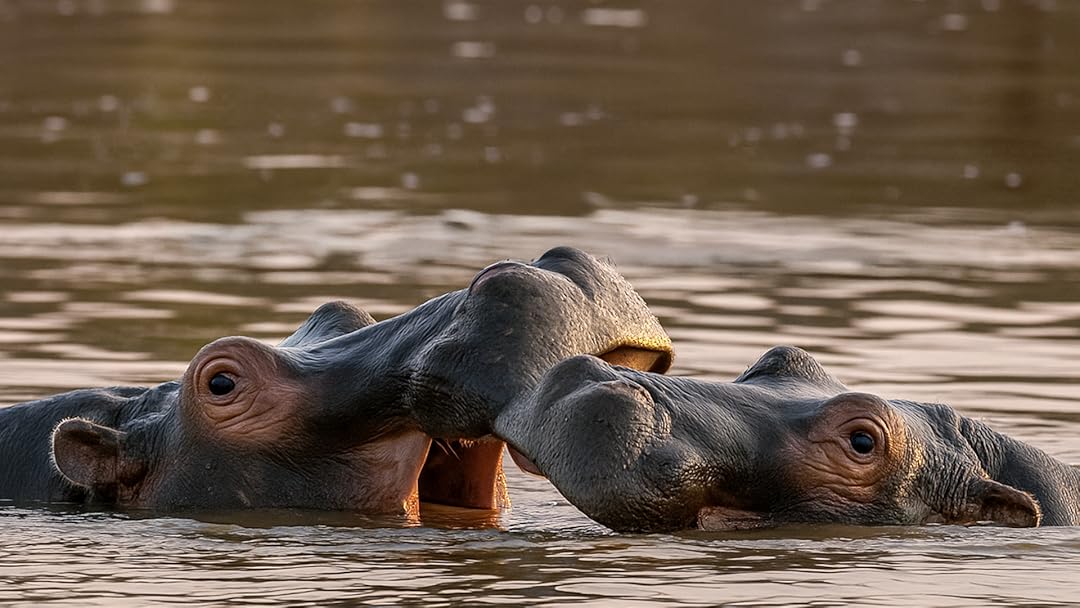 Hippo Supremacy