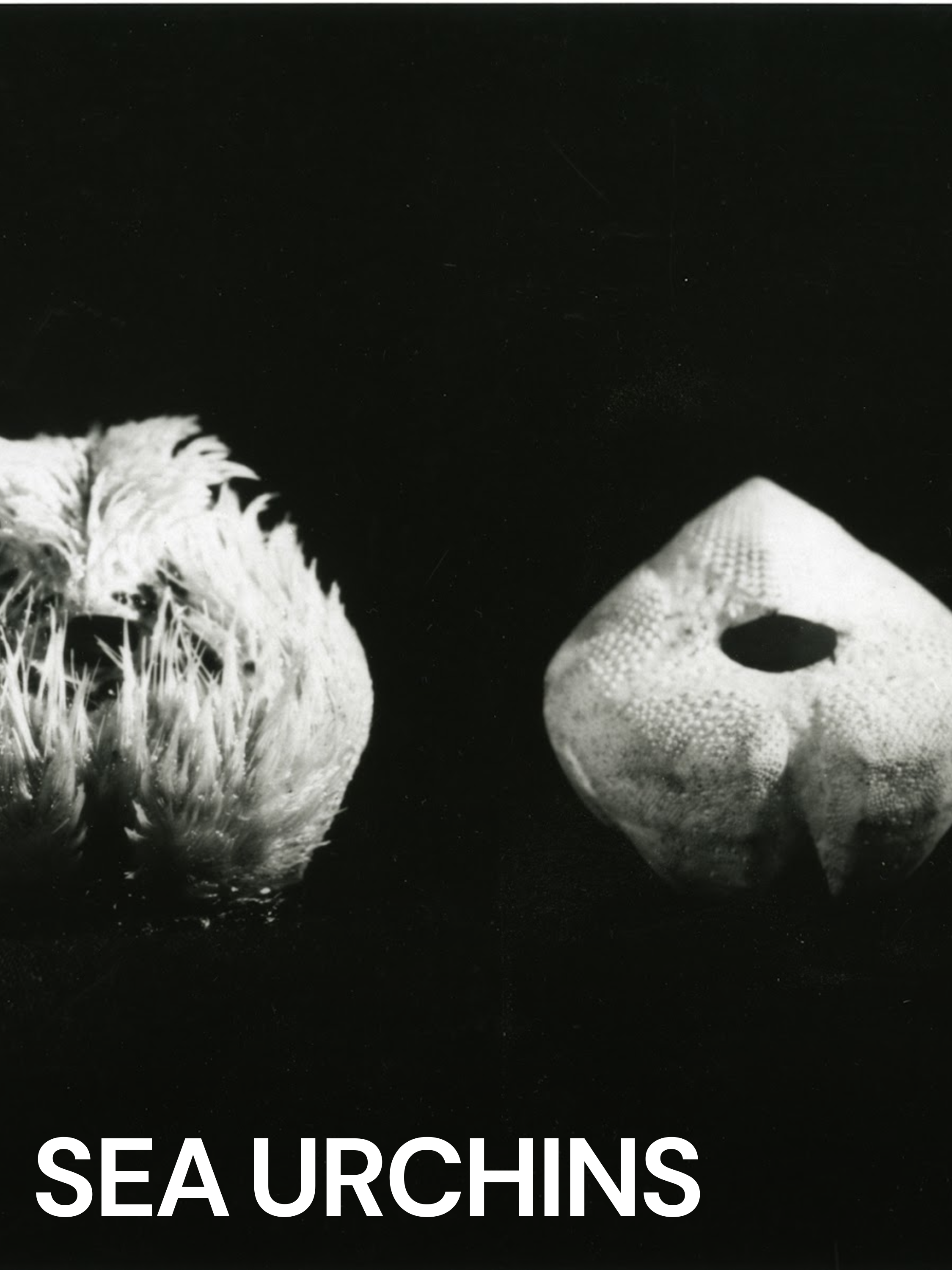 Will Urchins Go Extinct? The Answer Lies In The Water'S Clarity... - nwwjara