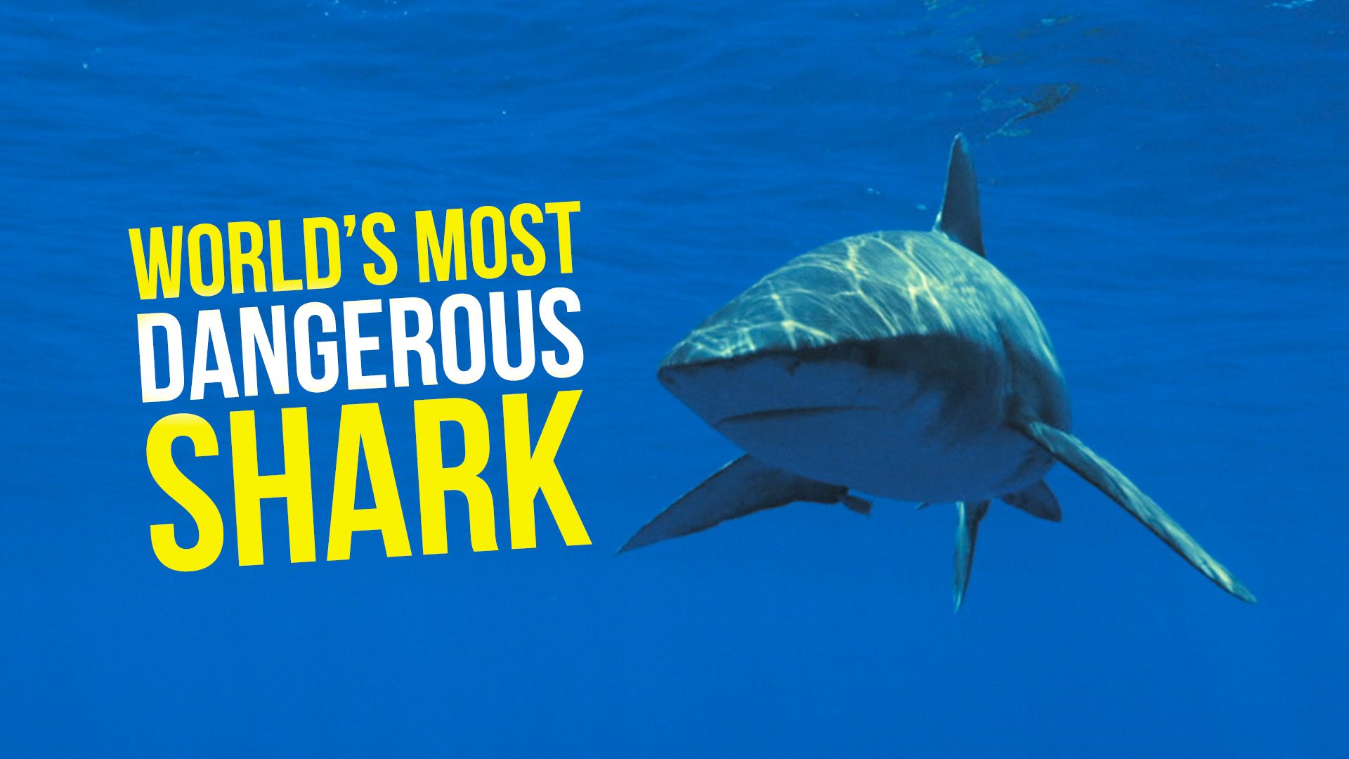 ★レア★THE WORLD MOST DANGEROUS SHARKS ポスター ☆レア☆THE WORLD MOST DANGEROUS SHARKS ポスター