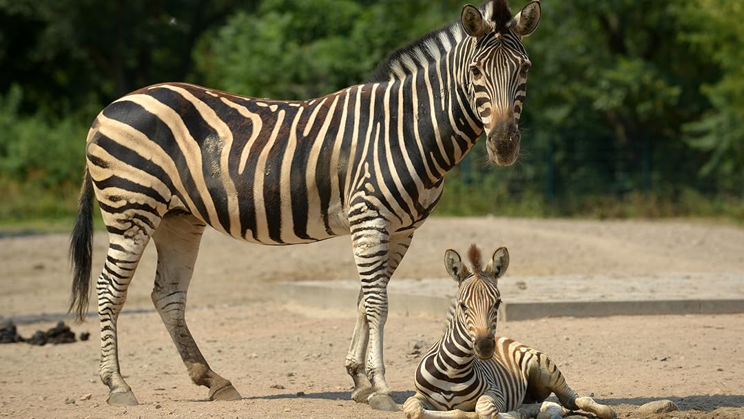 Zoo Juniors