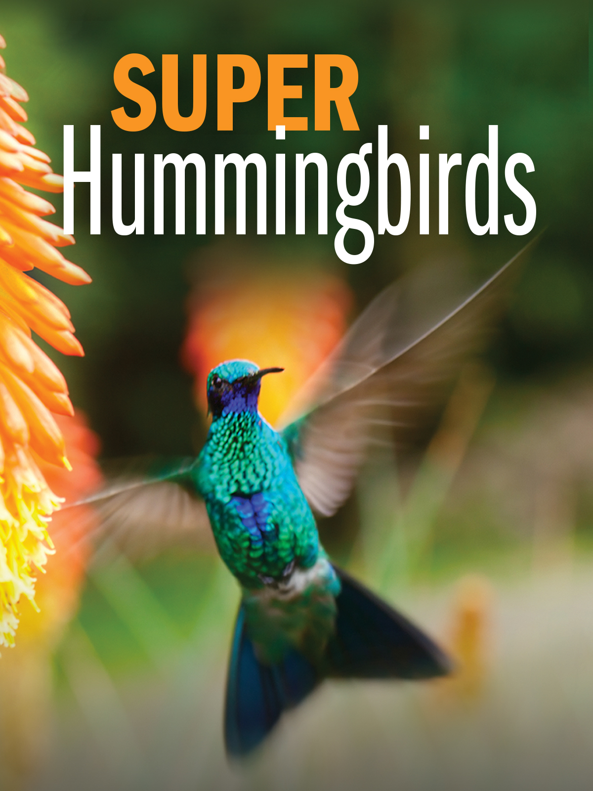 その他 Video Guide to Hummingbirds [DVD] The Video Guide to Hummingbirds: Featuring 100 different