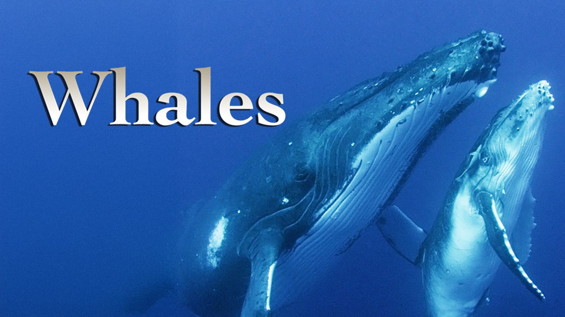 その他 Whales in Crisis [DVD] National Geographic: Whales in Crisis DVD w/ Crittercam