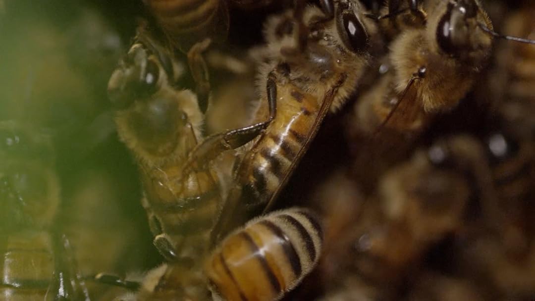 Bees Healing Humans
