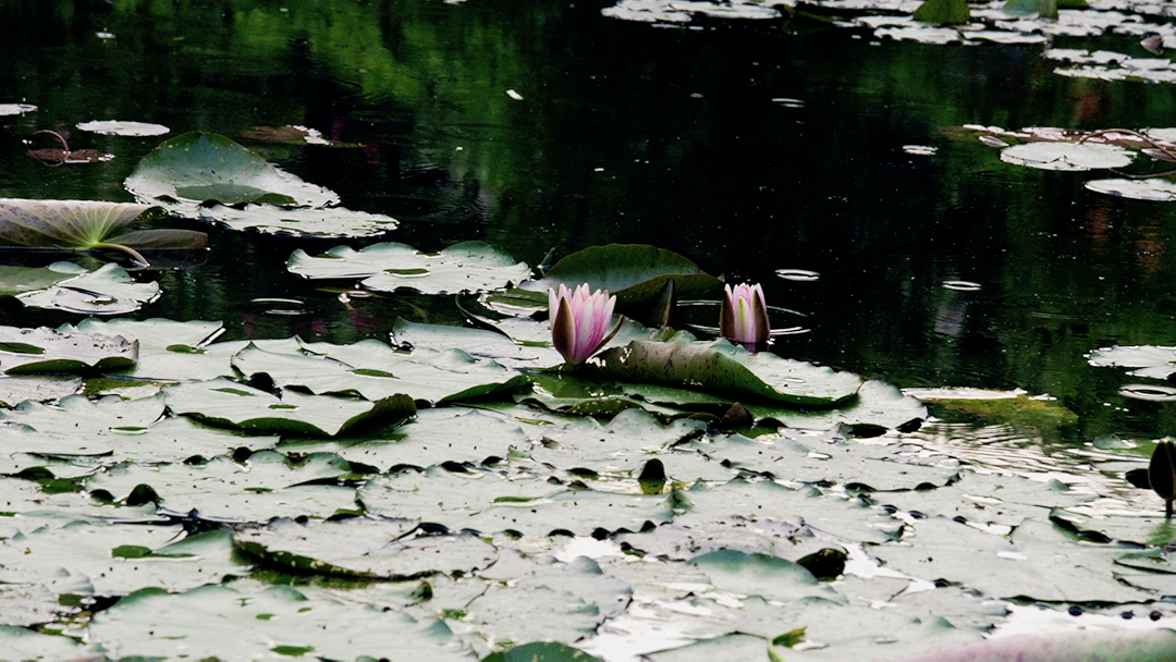 Water Lilies of Monet: The Magic of Water and Light