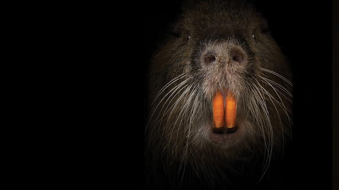 Rodents of Unusual Size