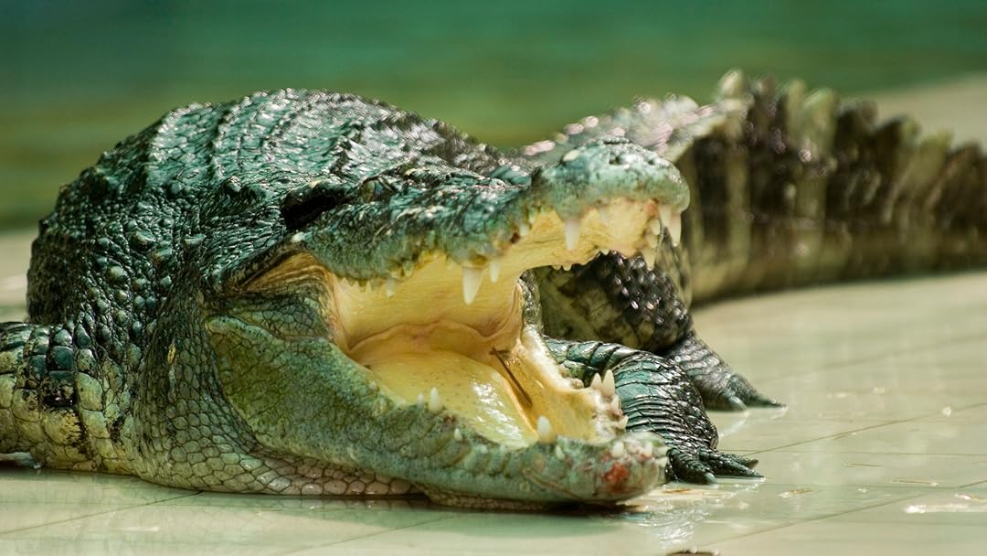 Croc
