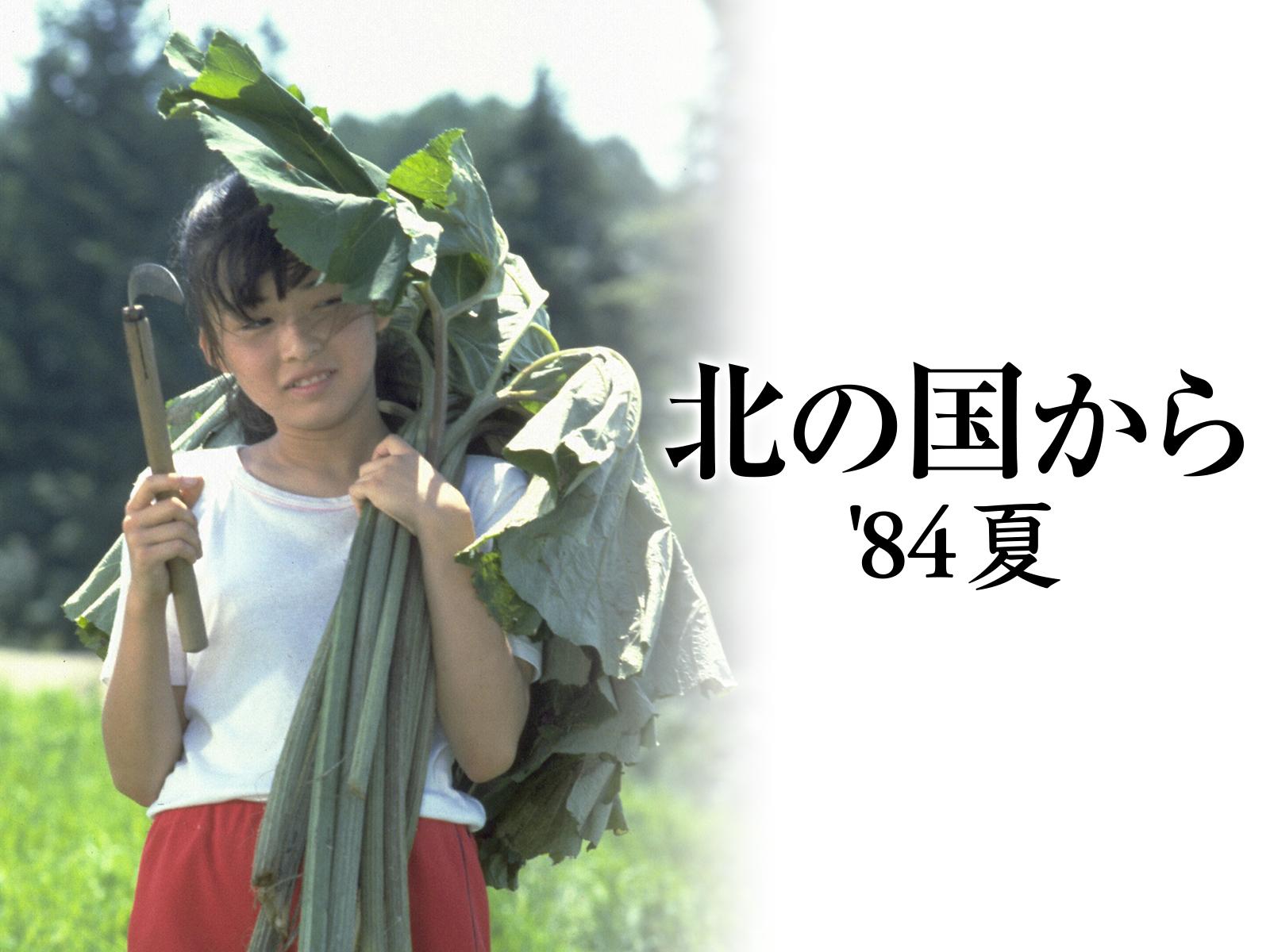 北の国から 84 夏 Blu-ray i8my1cf 515QCACMZYL._AC_SY200_QL15_.jpg