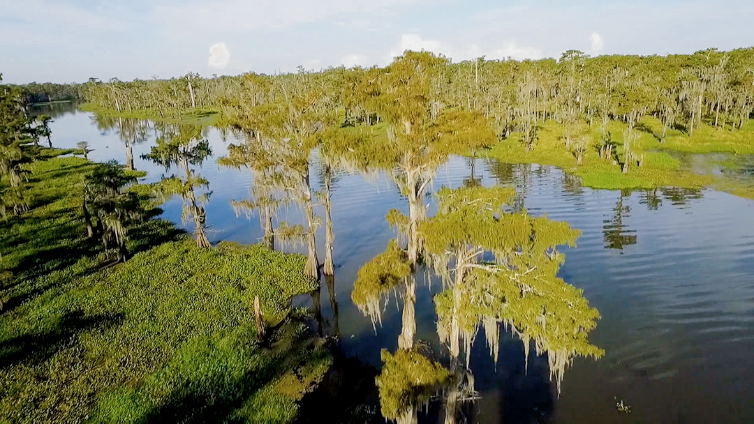 Swamp People