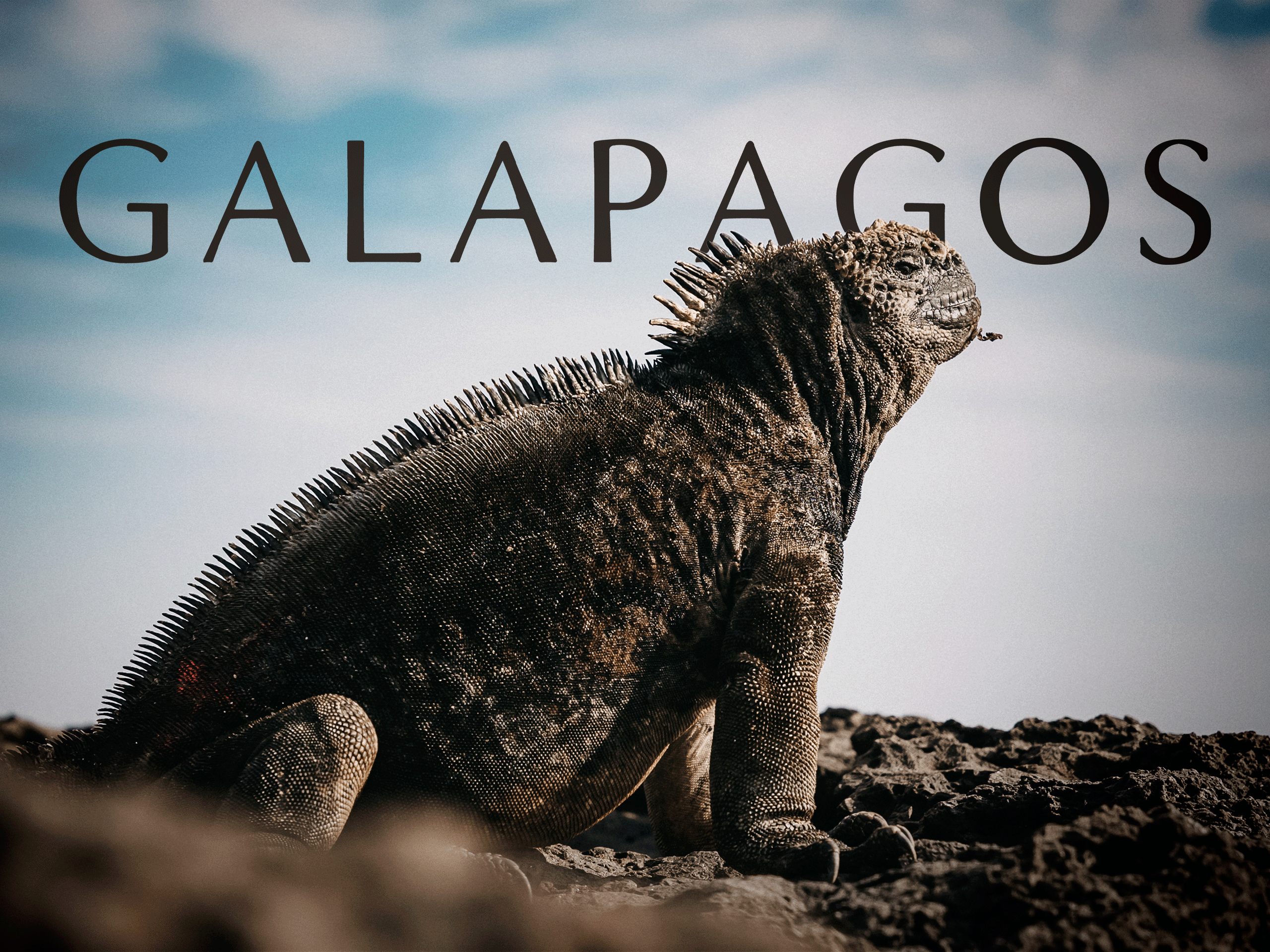 GALAPAGOS / 鬱P 000_8TQ7WR.jpg?resize=1800,1800