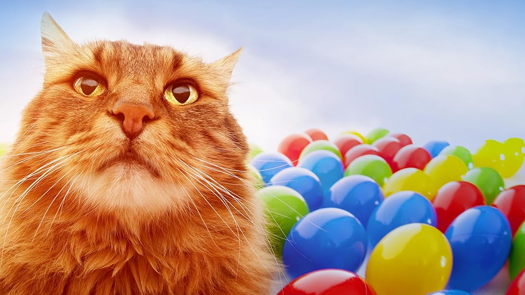 Cats 101
