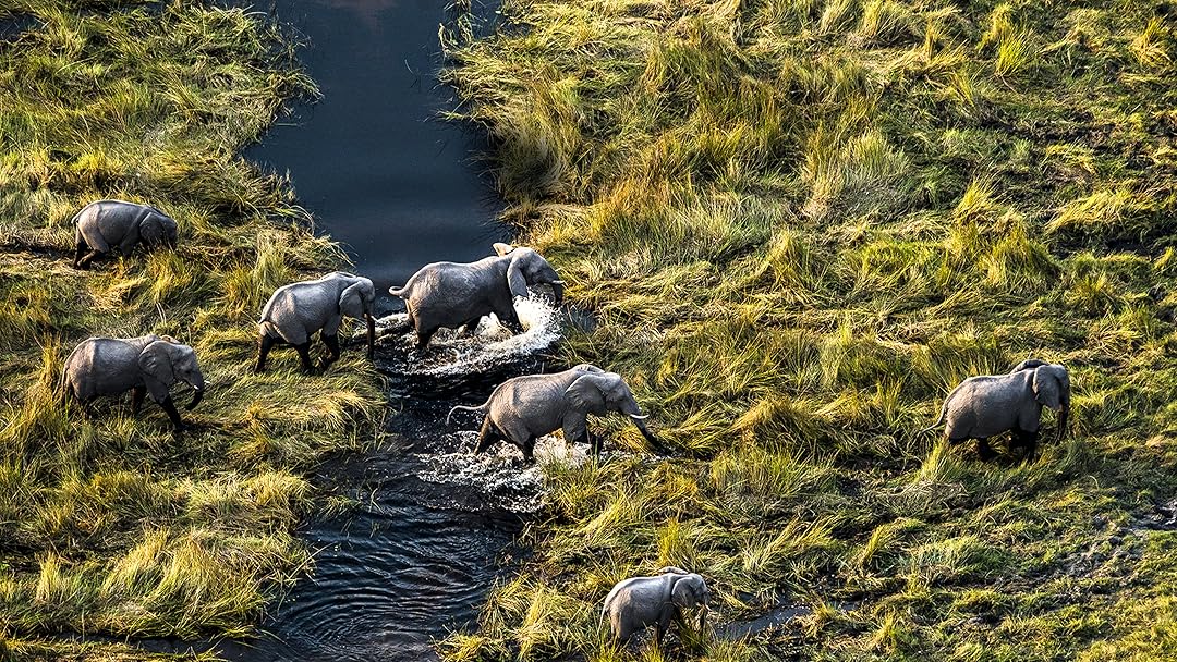 Okavango: River of Dreams
