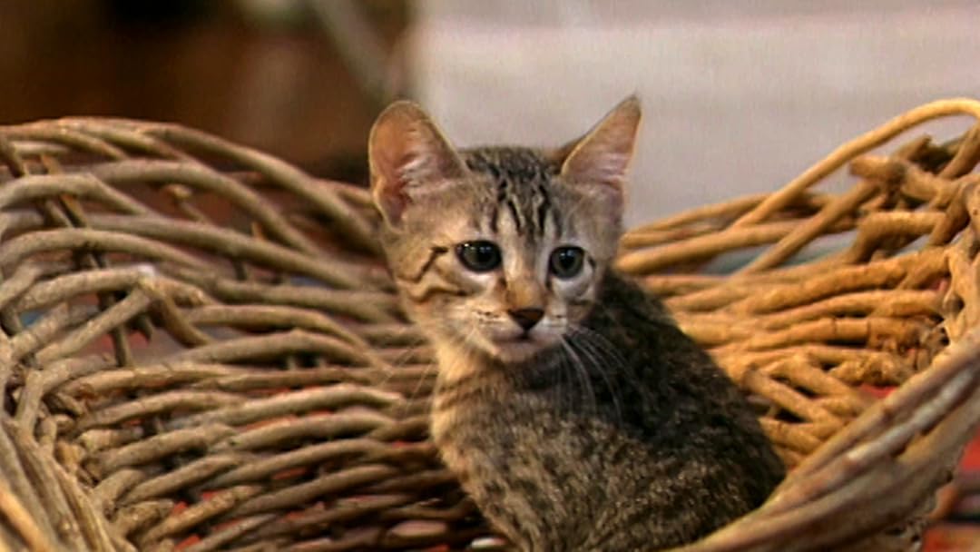 Animal Attractions TV